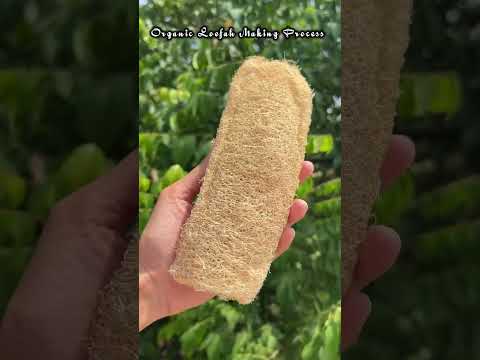 তোমরা কী এরকম loofah বানিয়েছো কখনো !?