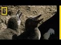 Seabirds and Penguins at the Desert's Edge