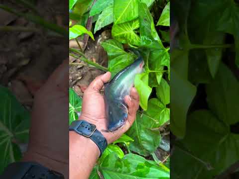 This Fish Will Blow Your Mind! 🐟🔥!! #fishing #fish #facts #latest #new #fishy #instafish