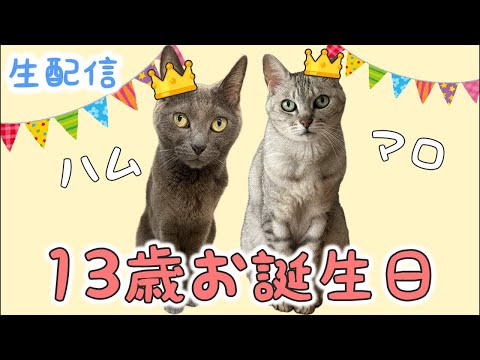 8/10 ハムとマロ13歳のお誕生日会🎉