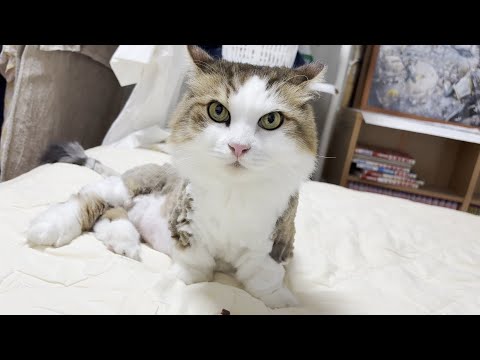 猫の動画サムネイル - 隠れ肥満の疑惑が浮上した猫