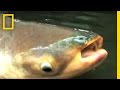 Mekong Giant Catfish Facts