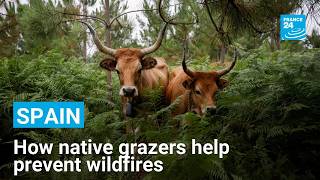 YouTube video thumbnail:  How Native Livestock is Reducing the Risk of Wildfires in Spain's Galicia Region 
