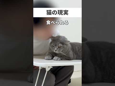 #猫 #cat #猫好きさんと繋がりたい #ねこ #可愛い猫