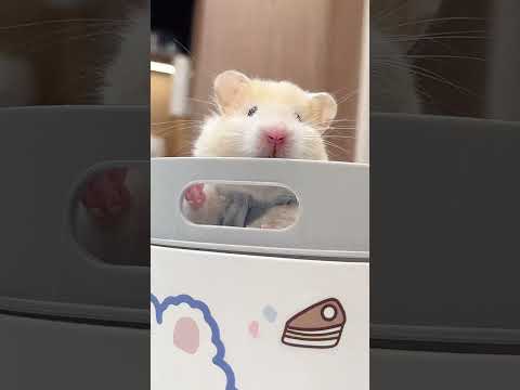 可恶的卖萌哈基咪#养鼠日常分享 #金丝熊日常 #萌到爆炸了💥 #呆萌呆萌 #也太可爱了吧
