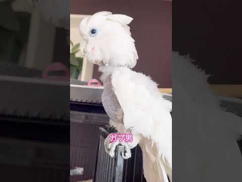 マジマッチョだね #インコブリーダー #ソロモンオウム#ガブさん