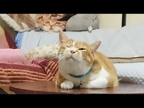 ぼーちゃんが2025年9月6日にお届けする癒しの猫ライブ サムネイル