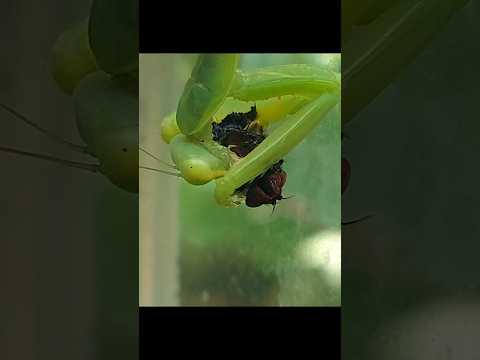 mantis #mantis #eating