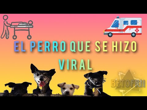 EL PERRITO QUÉ ACOMPAÑO A SU DUEÑO AL HOSPITAL  😱 #perros #mascotas