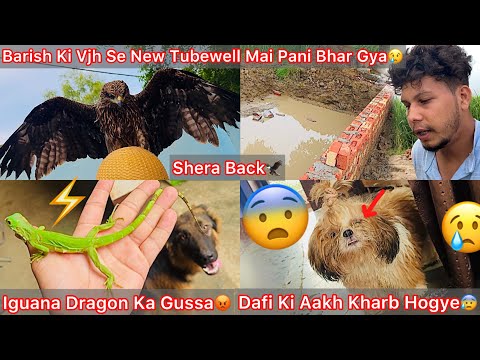 Iguana Dragon Gussa M Aagya😡Barish Ki Vjh Se Tubewell Ka Kam Ruk Gya😰Dafi Ki Eyes Mai Problem Aagye😢