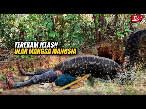 Geger!! Seorang Petani Dimangsa Ular Piton Raksasa di Sulawesi. Sempat Meminta Tolong ke Warga...