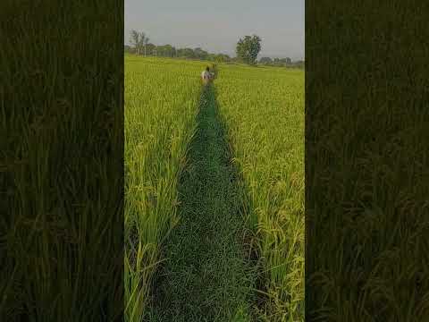 #music #song #viral #trending #nature #telugu #villagelife #agriculture #automobile #farming #farmer