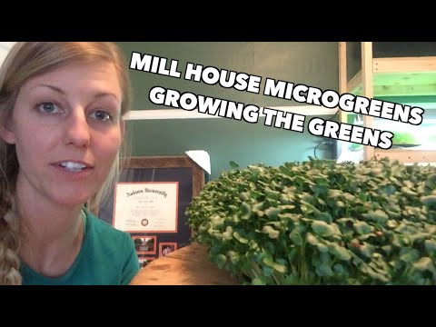Mill House Microgreens//Growing Microgreens