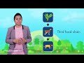 Understanding Food Chains and Food Webs