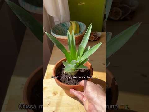 🍍 LO SAI CHE PUOI FAR CRESCERE L’ANANAS DAI SUOI SCARTI E IN CASA? 🤯