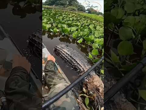 กำลังล่องเรืออยู่ดีๆ แต่บังเอิญเจอสิ่งนี้ #wildlife #animals #nature #buaya #crocodile #jacaré