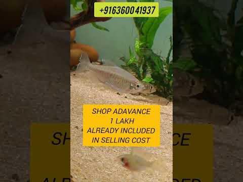 Running Aquarium Shop for sale in BTM Layout +91 63600 41937
Contact to shahid owner Blue bubbles aquatics
Location_

https_//maps.app.goo.gl/kTG