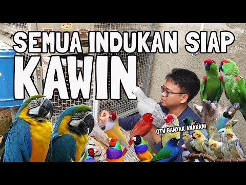 MAKIN BANYAK BURUNG TERNAK YANG SIAP KAWIN ⁉️ SIAP2 PANEN ANAKAN