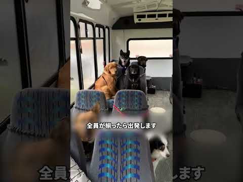 ワンちゃんたちの幼稚園