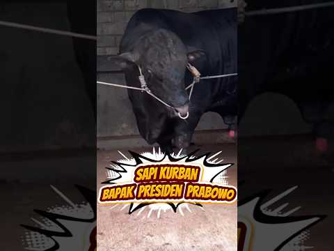 Sapi Kurban Presiden Prabowo Terbesar #shortvideo #iduladha2025 #iduladha1446h #fyp