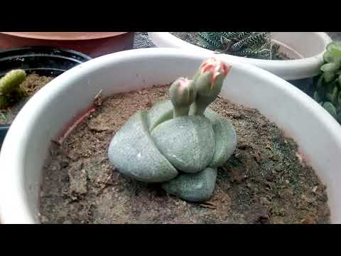 Crassulas, cactus , aloe y más