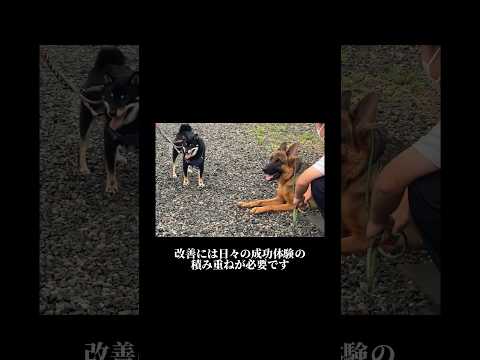 【本気噛み】 黒柴 トレーニング #doglibre #ドッグトレーニング #柴犬