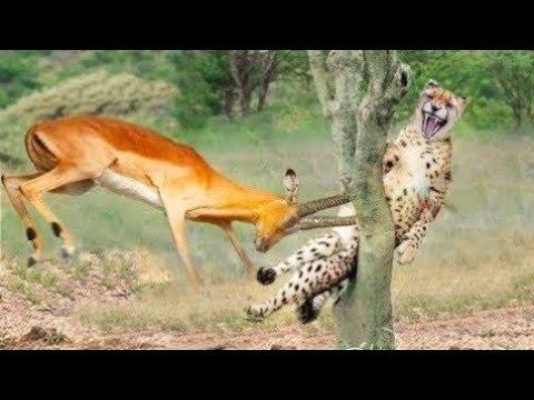 حيوانات واجهت الخصم الخطأ فهذا ماحدث لها لن تصدق ردة فعل الخصم لا يصدق !!!