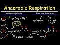 Aerobic and Anaerobic Respiration Concepts