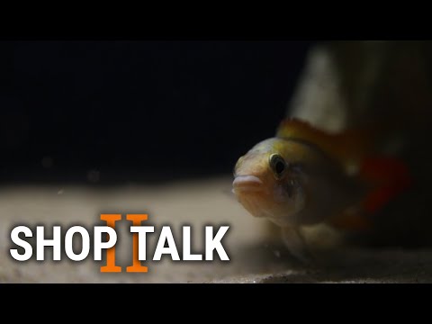 Shop Talk 2 - Rare Apistos, Rams in a Bucket, Bree Breeding fish is a constant process of trial and error. In this video I'll show some of the projects