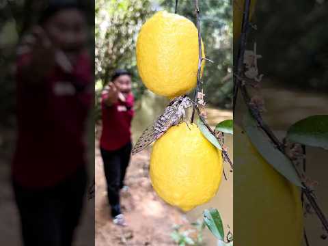Lemon Hacks for SURVIVAL in a Pinch!