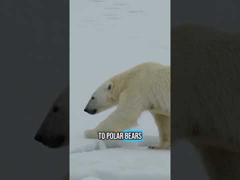 A new study shows that polar bears aren’t getting enough food to maintain their population #science