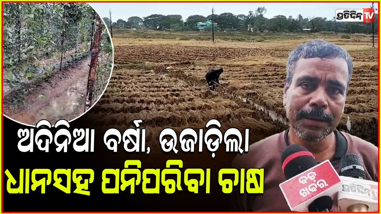 ନାଉଗାଁ ଅଦିନିଆ ବର୍ଷା, ଉଜାଡ଼ିଲା ଧାନସହ ପନିପରିବା ଚାଷ, ଭାଙ୍ଗିଲା ଚାଷିଙ୍କ ବଳ ! Rain damage jagatsinghpur.