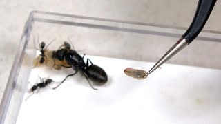 アリの巣箱に親を亡くした子を入れると…