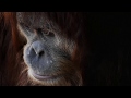 WWF: Fight for Your World