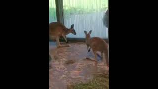 Rotes Riesenkänguru hat Angst vor einer Libelle #tierpark #hellabrunn #nature