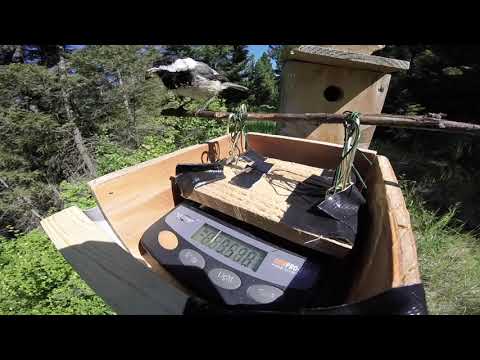 Testing my automated Chickadee weighing scale