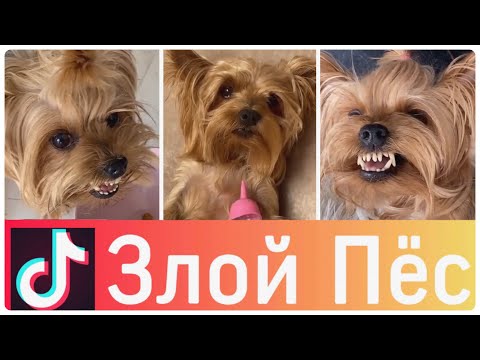 ЛУЧШИЕ ВАЙНЫ И ПРИКОЛЫ ТИК ТОК | Злой Пёс