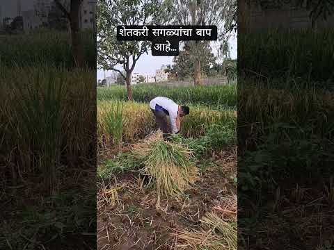 नोकरीवाला नको 🙅🏻‍♀️ शेतकरी पाहिजे #shetkari #farming #farmer #motivation @Typicalfarmer-radhika