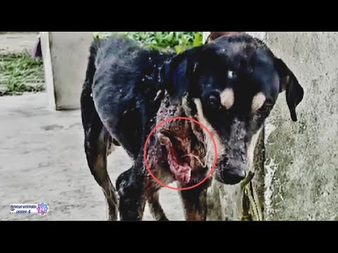 The Incredible Transformation of a Stray Dog After Rescue