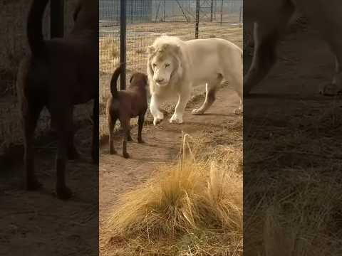 Funniest Cat and Dog Moments Ever😂#funny #pets #shorts