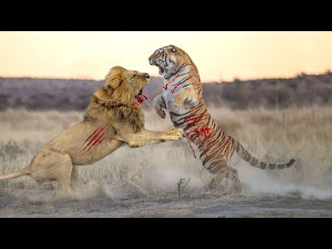 কে জিতল সিংহ নাকি বাঘ ? বাঘ VS সিংহ - কে বেশি শক্তিশালী ?/Tiger VS Lion-Who would WIN ?