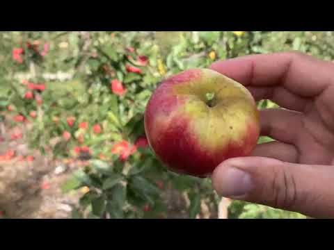 Galarina™ Apple Tasting