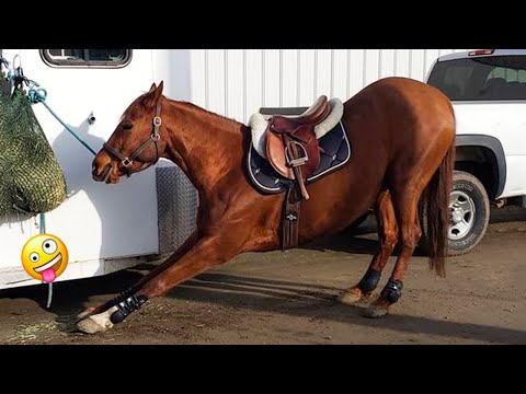 Best funniest horses of the week - Funny And Cute horses Video Compilation 2024 🐴#20