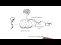 Induced Pluripotent Stem Cells and FA Research