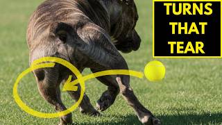 95% of TPLO Dogs Played Fetch… Here’s What No One Tells You