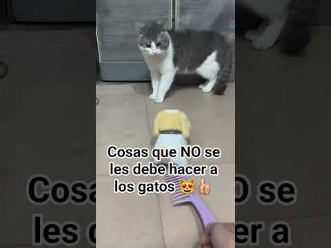 Evitemos este tipo de situaciones a nuestras mascotas en casa, pues sólo les genera estrés. #gatos