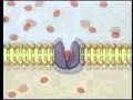 Exploring Passive and Active Transport Mechanisms