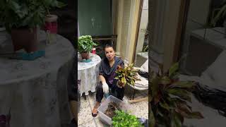 Юлдуз Усмонова гуллар билан овора… #2025 #new #rek