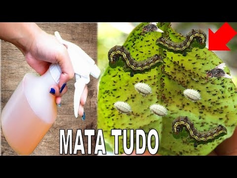 Mata Lagartas, Pulgão, Moscas Cochonilha e Formigas (Receita Fácil e Rápida sem Gastar)