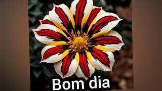 Mensagem de bom dia feliz domingo